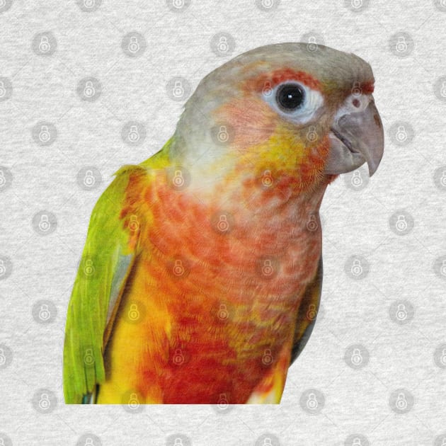 Pineapple Green Çheeked Conure Parrot Bird by Jim N Em Designs